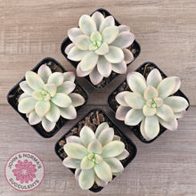 Load image into Gallery viewer, Graptopetalum &#39;Ellen&#39; Variegated
