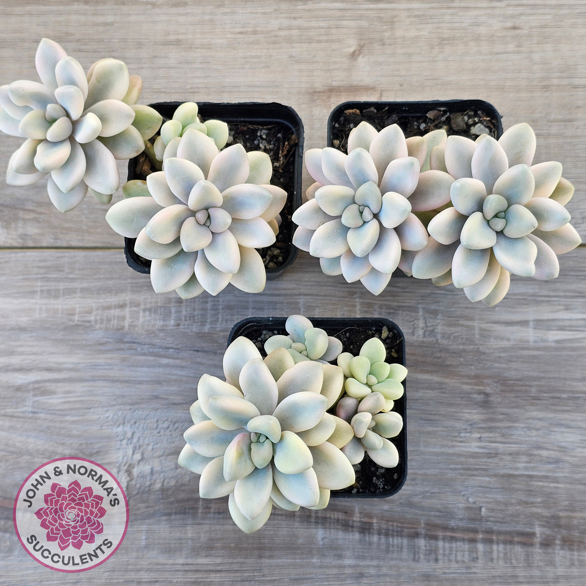 Graptopetalum 'Ellen' Variegated