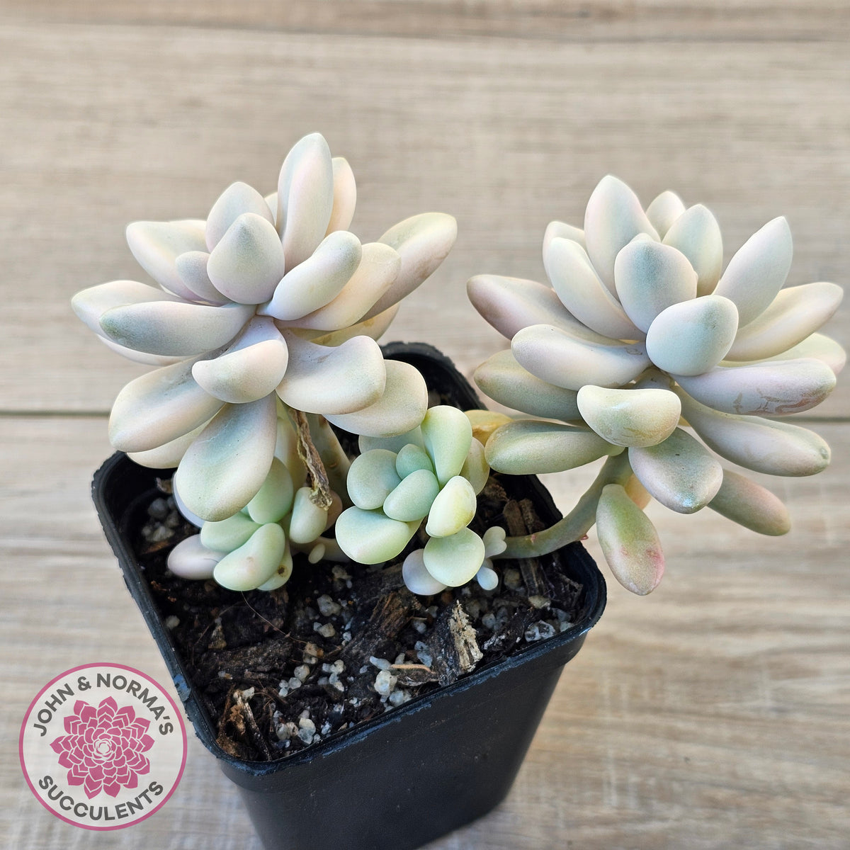 Graptopetalum 'Ellen' Variegated