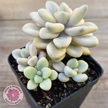 Load image into Gallery viewer, Graptopetalum 'Ellen' Variegated
