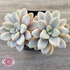 Graptopetalum 'Ellen' Variegated