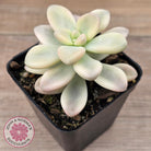 Graptopetalum 'Ellen' Variegated