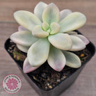 Graptopetalum 'Ellen' Variegated