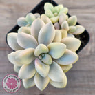 Graptopetalum 'Ellen' Variegated