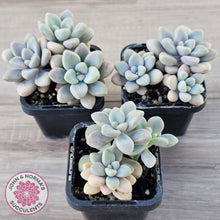 Load image into Gallery viewer, Graptopetalum 'Ellen'
