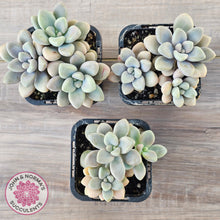 Load image into Gallery viewer, Graptopetalum 'Ellen'
