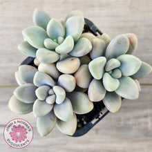 Load image into Gallery viewer, Graptopetalum 'Ellen'
