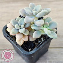 Load image into Gallery viewer, Graptopetalum 'Ellen'
