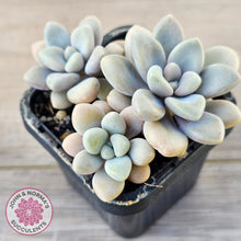 Load image into Gallery viewer, Graptopetalum 'Ellen'
