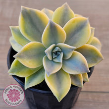 Load image into Gallery viewer, Graptopetalum &#39;Ghost Plant&#39; Variegated
