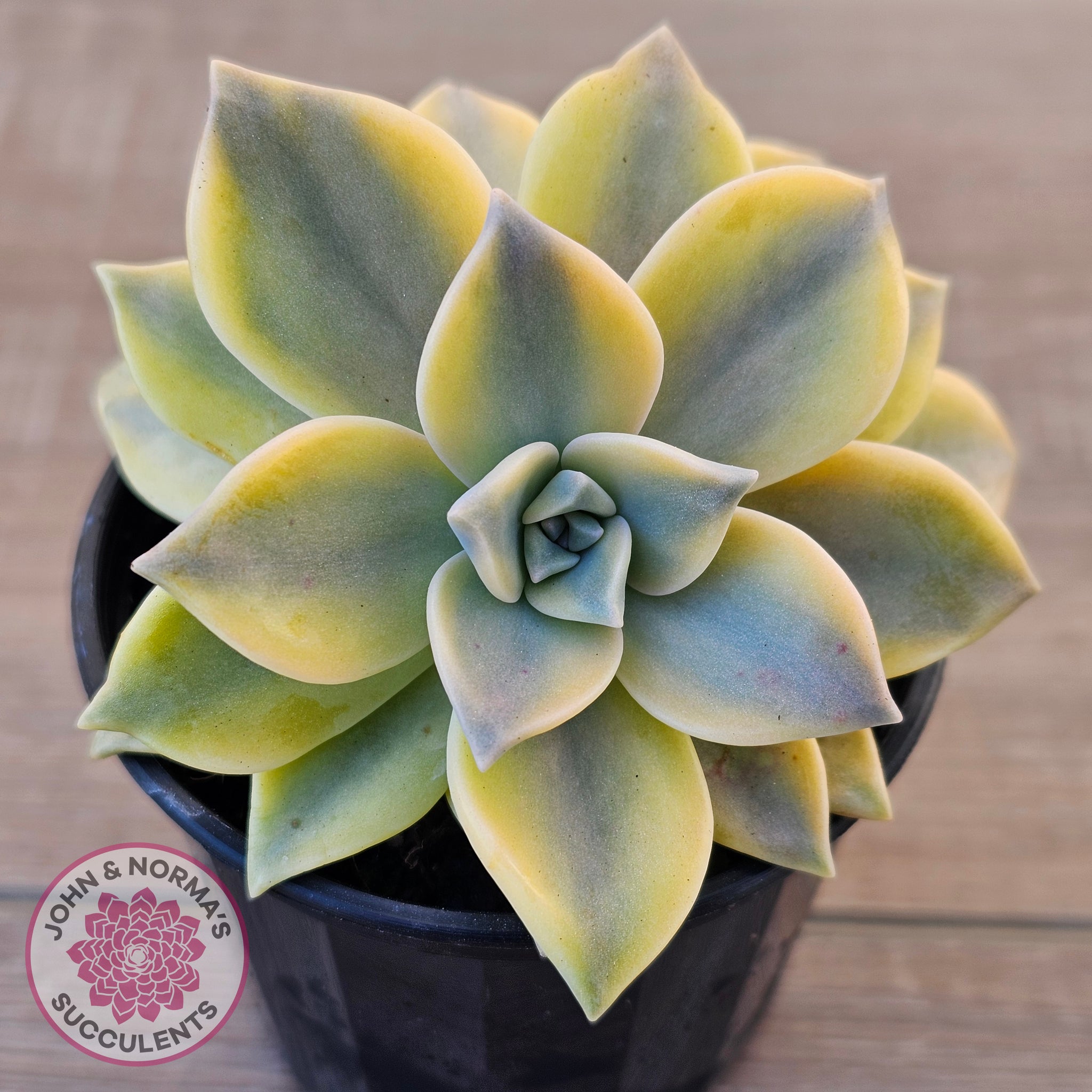 Buy Graptopetalum 'Ghost Plant' Variegated Australia | Quality Succulent  Plant  John & Norma's Succulents Australia