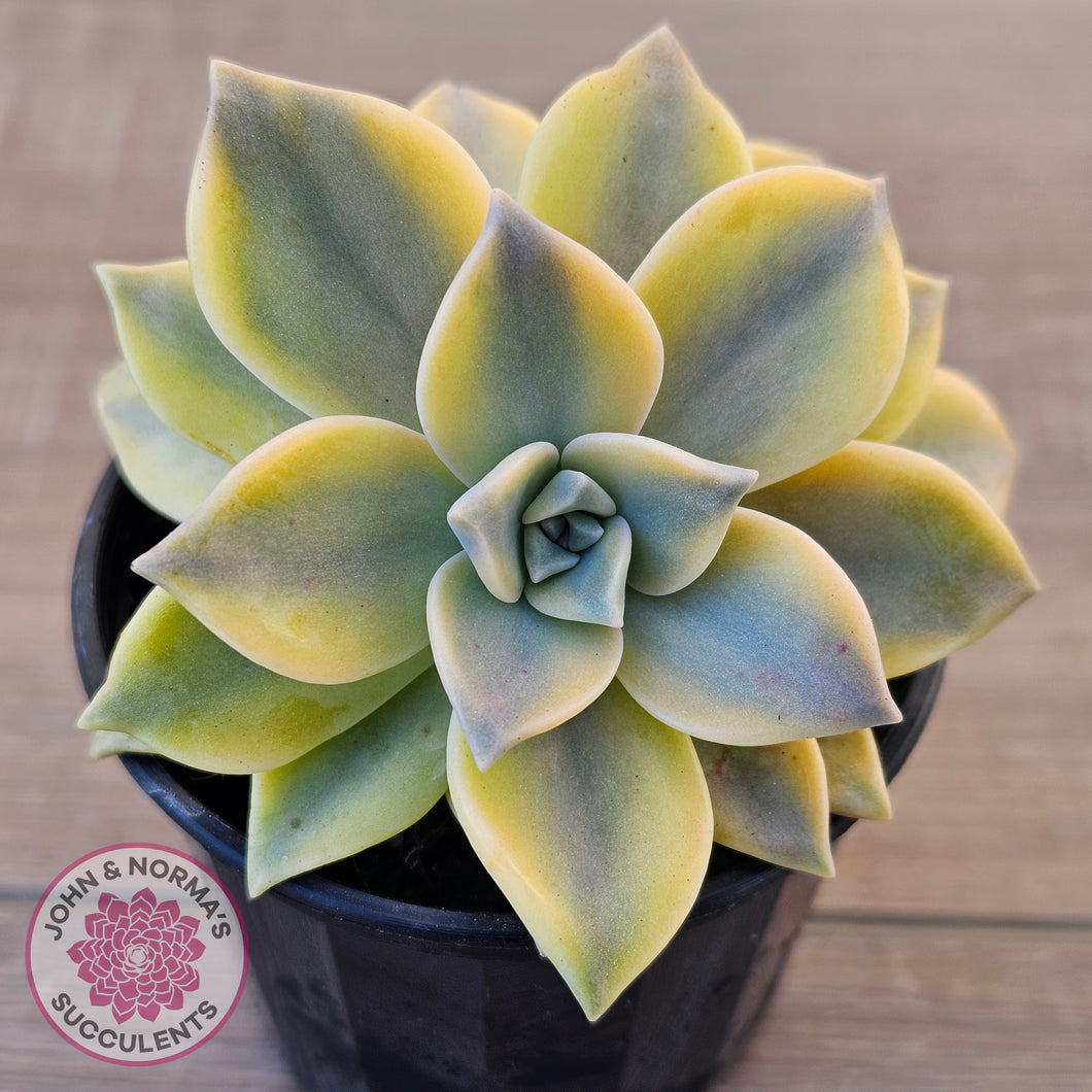 Graptopetalum 'Ghost Plant' Variegated