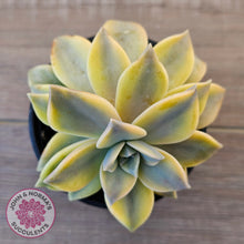 Load image into Gallery viewer, Graptopetalum &#39;Ghost Plant&#39; Variegated
