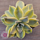 Graptopetalum 'Ghost Plant' Variegated