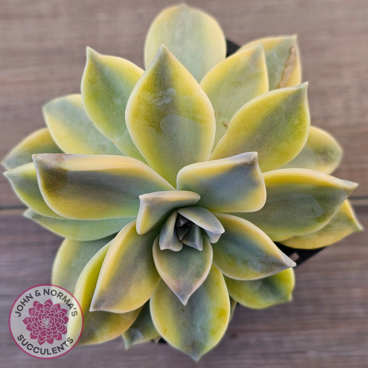 Graptopetalum 'Ghost Plant' Variegated