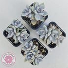 Graptopetalum 'Ghost Plant'