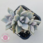 Graptopetalum 'Ghost Plant'