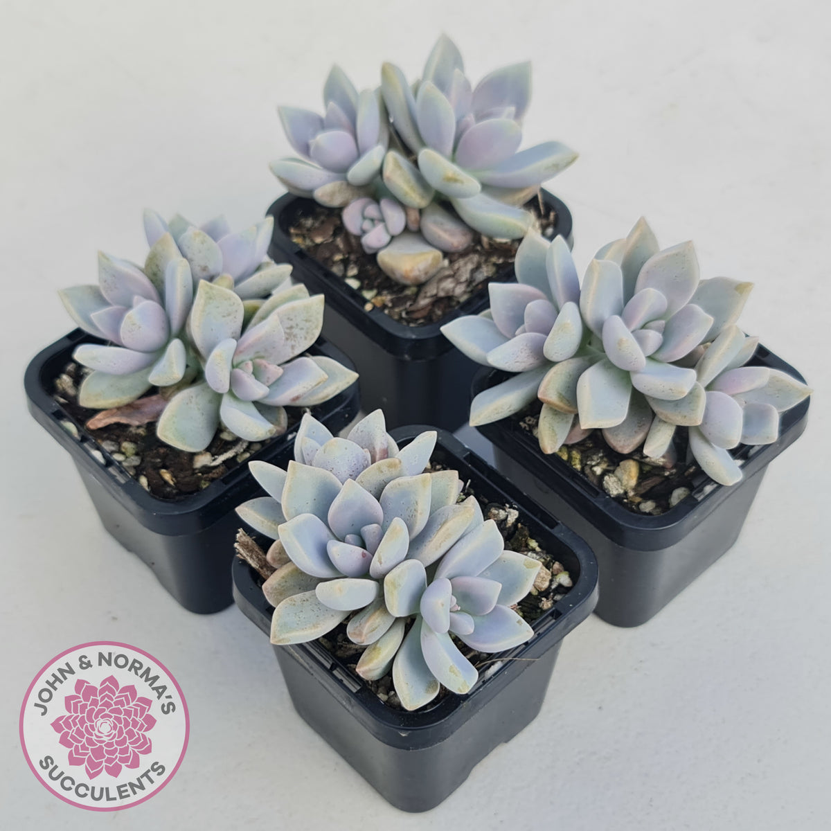 Graptopetalum 'Ghost Plant'