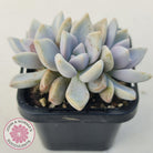 Graptopetalum 'Ghost Plant'