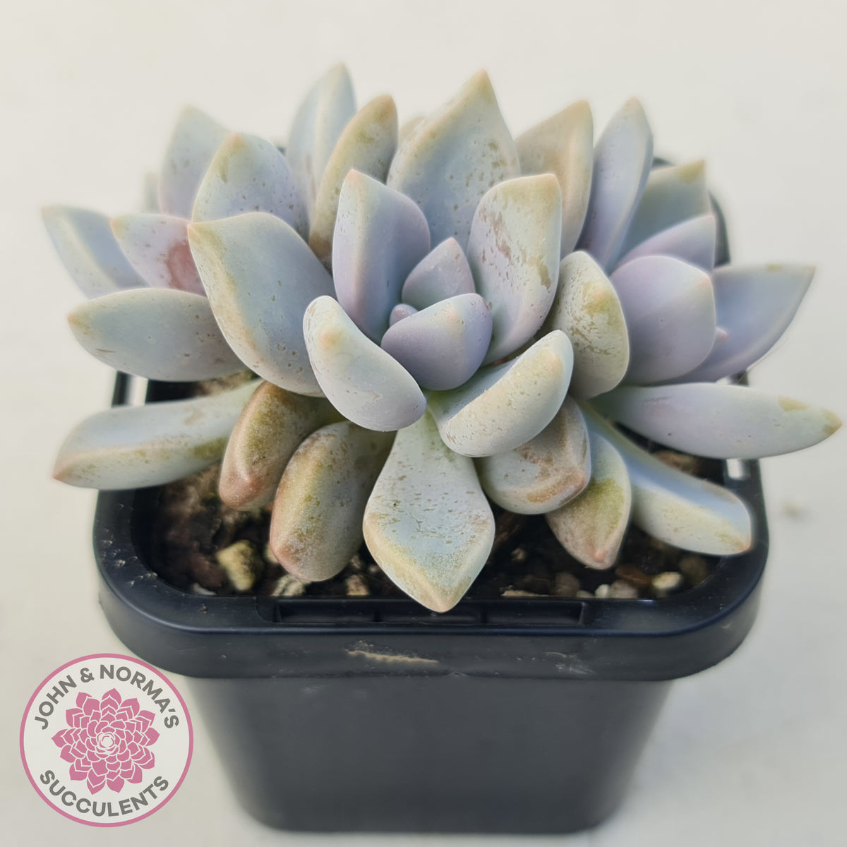 Graptopetalum 'Ghost Plant'