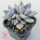 Graptopetalum 'Ghost Plant'