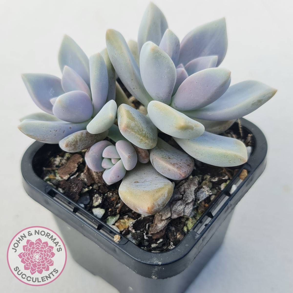 Graptopetalum 'Ghost Plant'