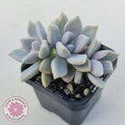 Graptopetalum 'Ghost Plant'