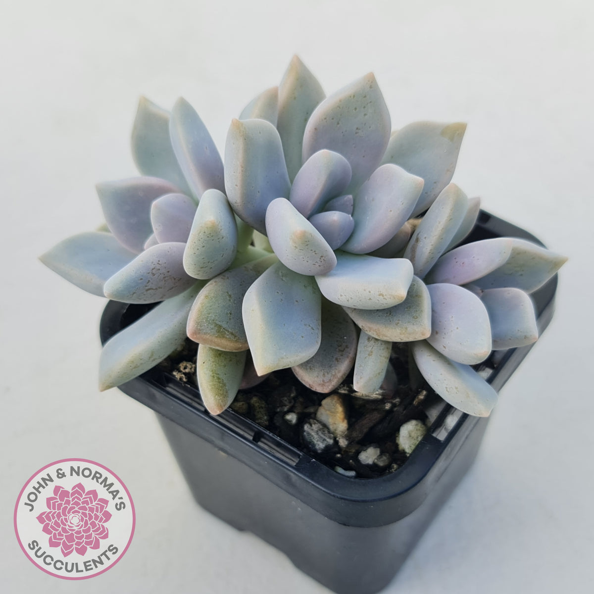 Graptopetalum 'Ghost Plant'
