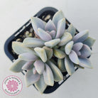 Graptopetalum 'Ghost Plant'