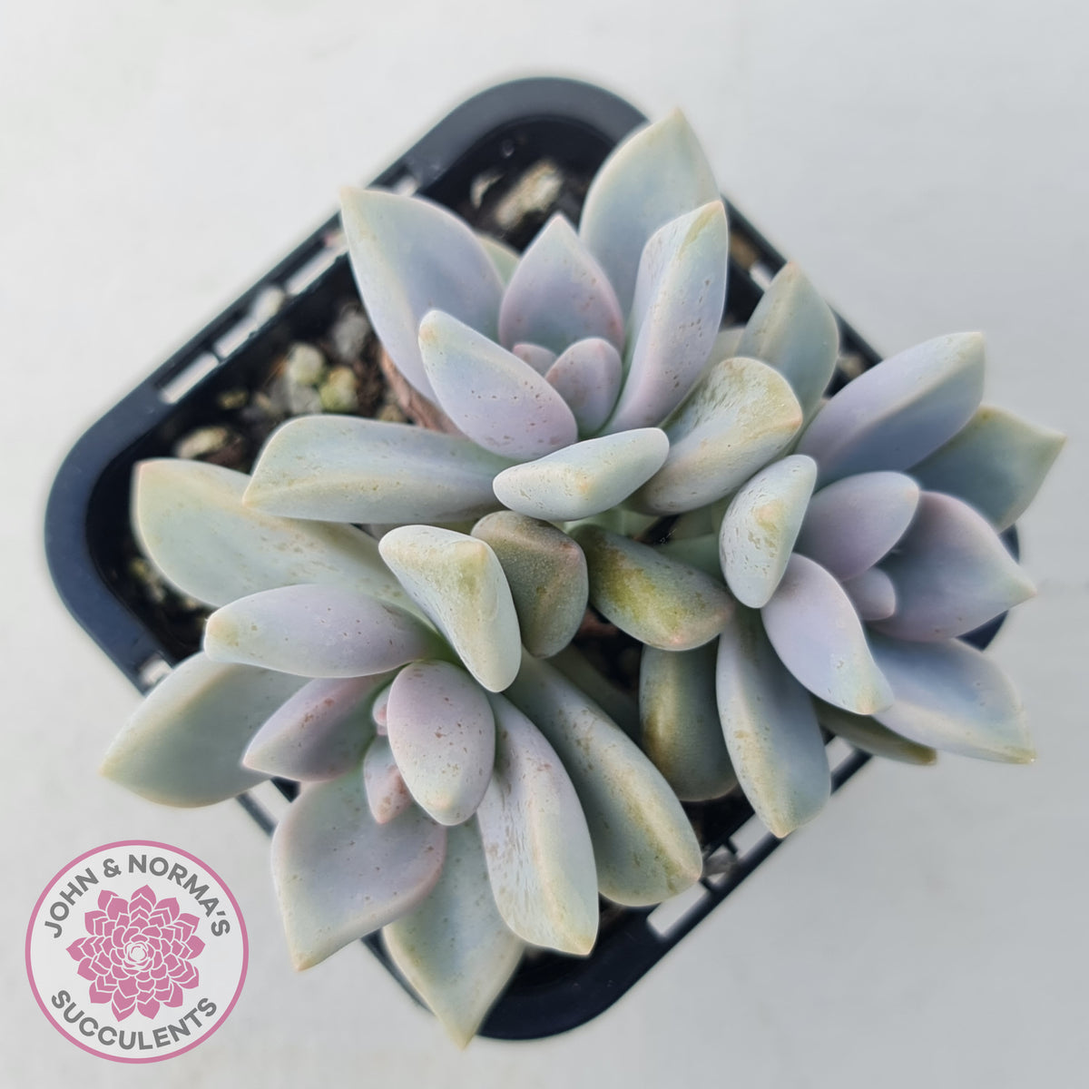 Graptopetalum 'Ghost Plant'