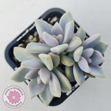 Load image into Gallery viewer, Graptopetalum &#39;Ghost Plant&#39;
