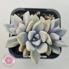 Graptopetalum 'Ghost Plant'