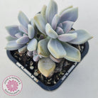 Graptopetalum 'Ghost Plant'
