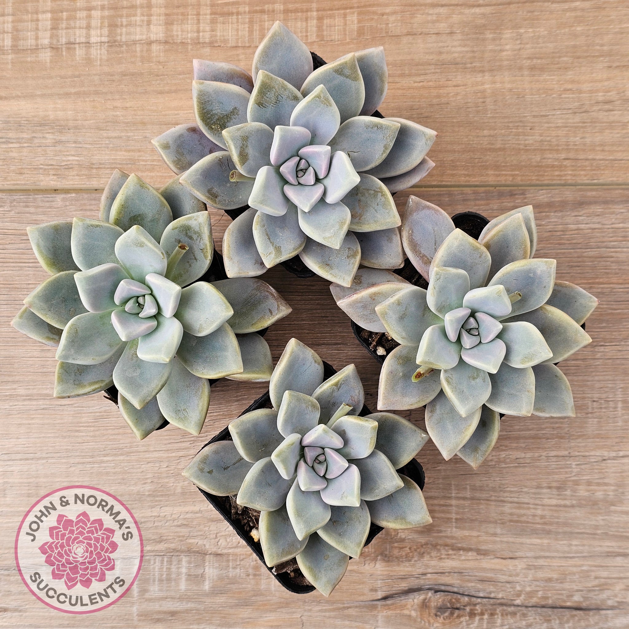 grey ghost succulent Buy Graptopetalum 'Ghost Plant' Australia