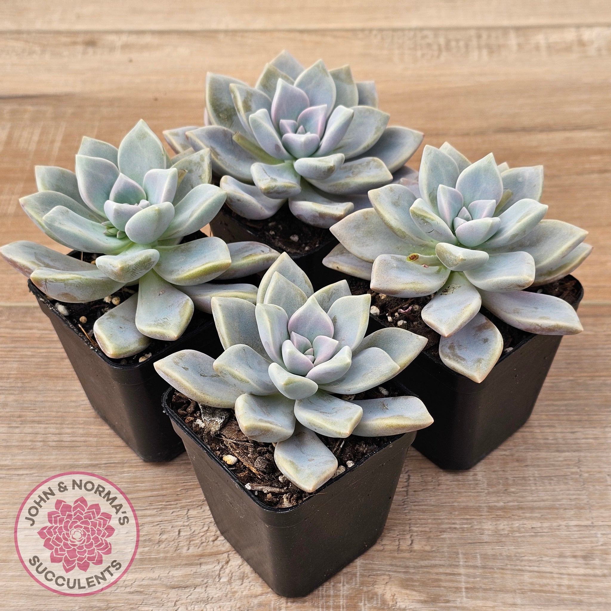 Buy Graptopetalum 'Ghost Plant' Australia