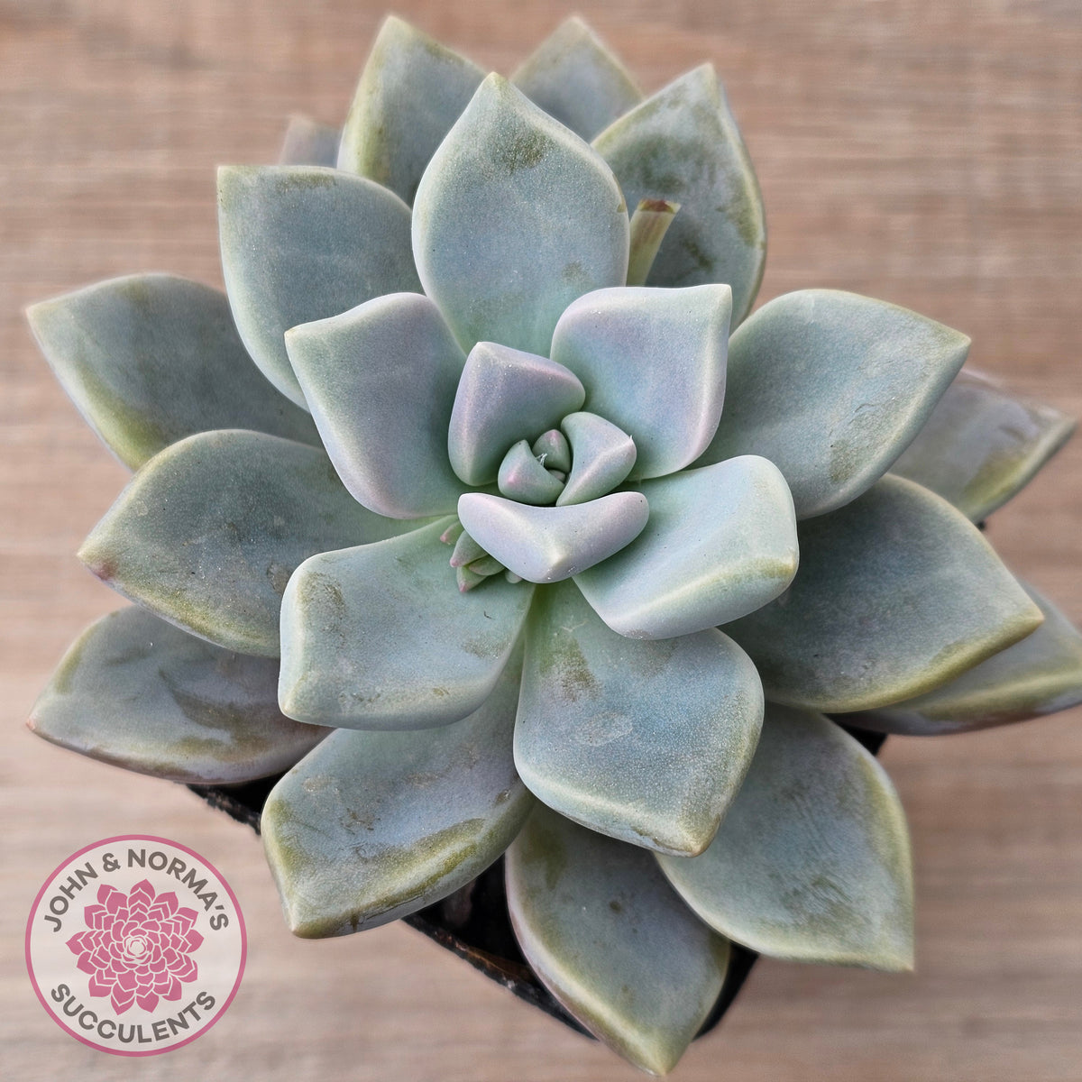 Graptopetalum 'Ghost Plant'