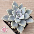 Graptopetalum 'Ghost Plant'