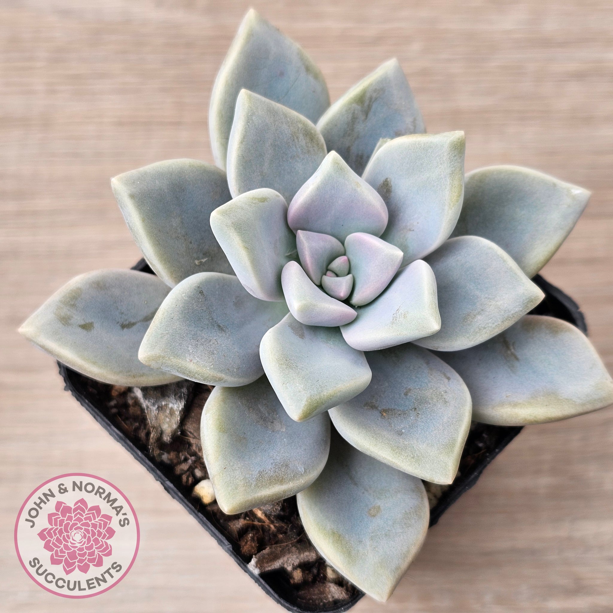 grey ghost succulent Buy Graptopetalum 'Ghost Plant' Australia