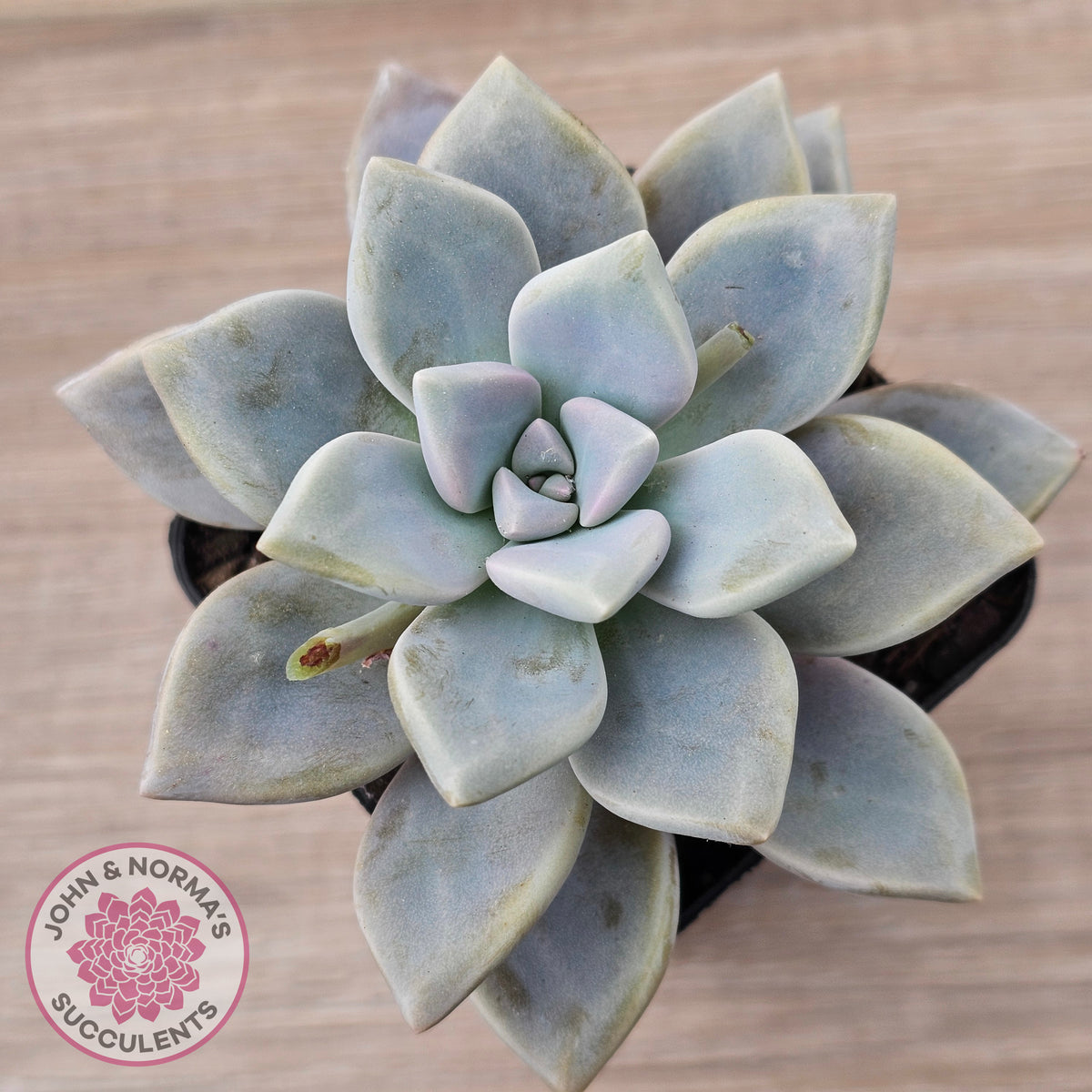 Graptopetalum 'Ghost Plant'