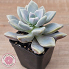 Graptopetalum 'Ghost Plant'