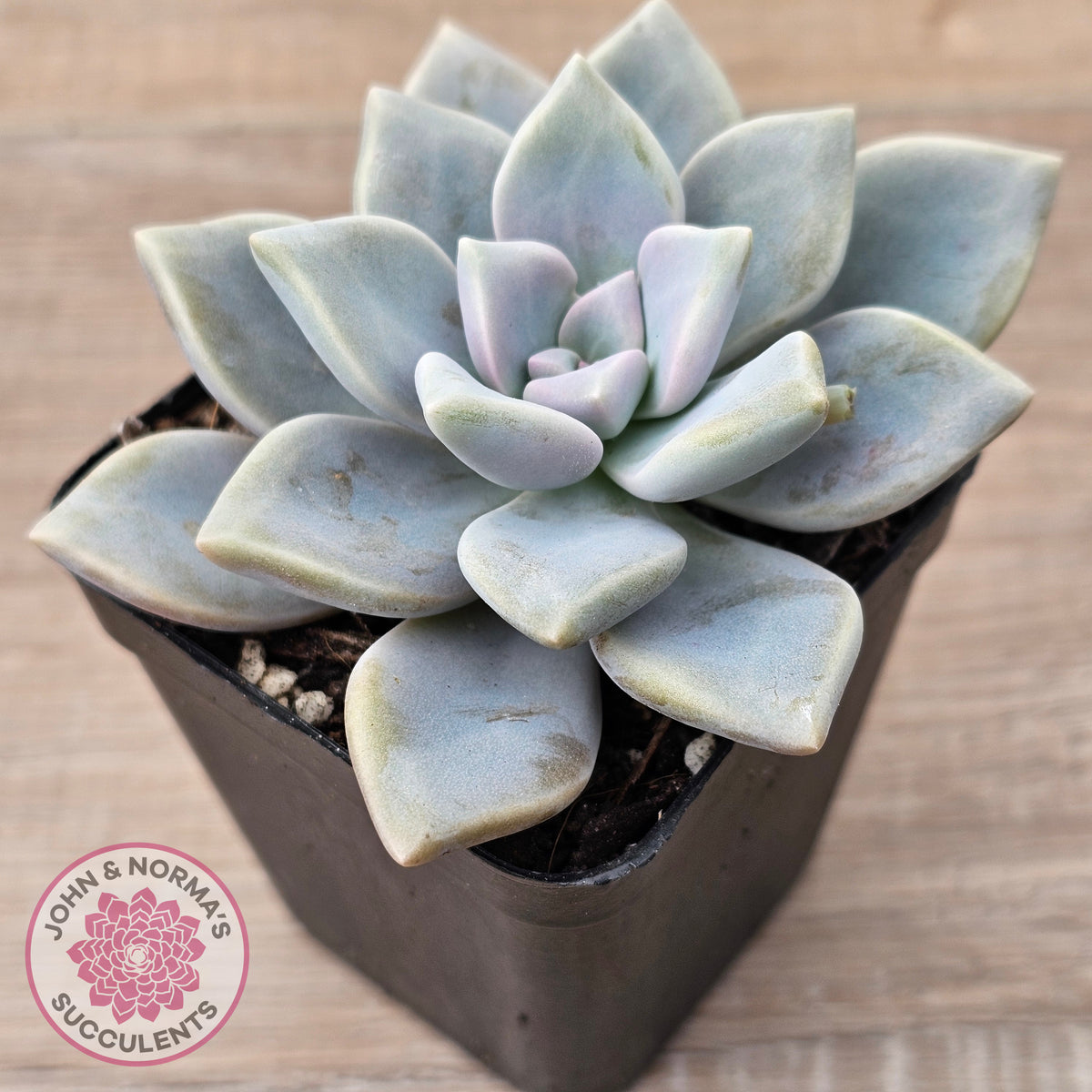 Graptopetalum 'Ghost Plant'
