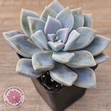 Load image into Gallery viewer, Graptopetalum &#39;Ghost Plant&#39;
