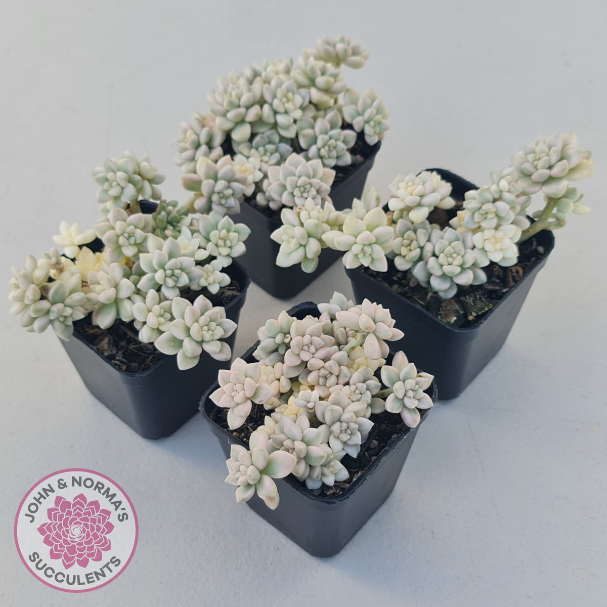 Graptopetalum Mendozae Variegata (multi)