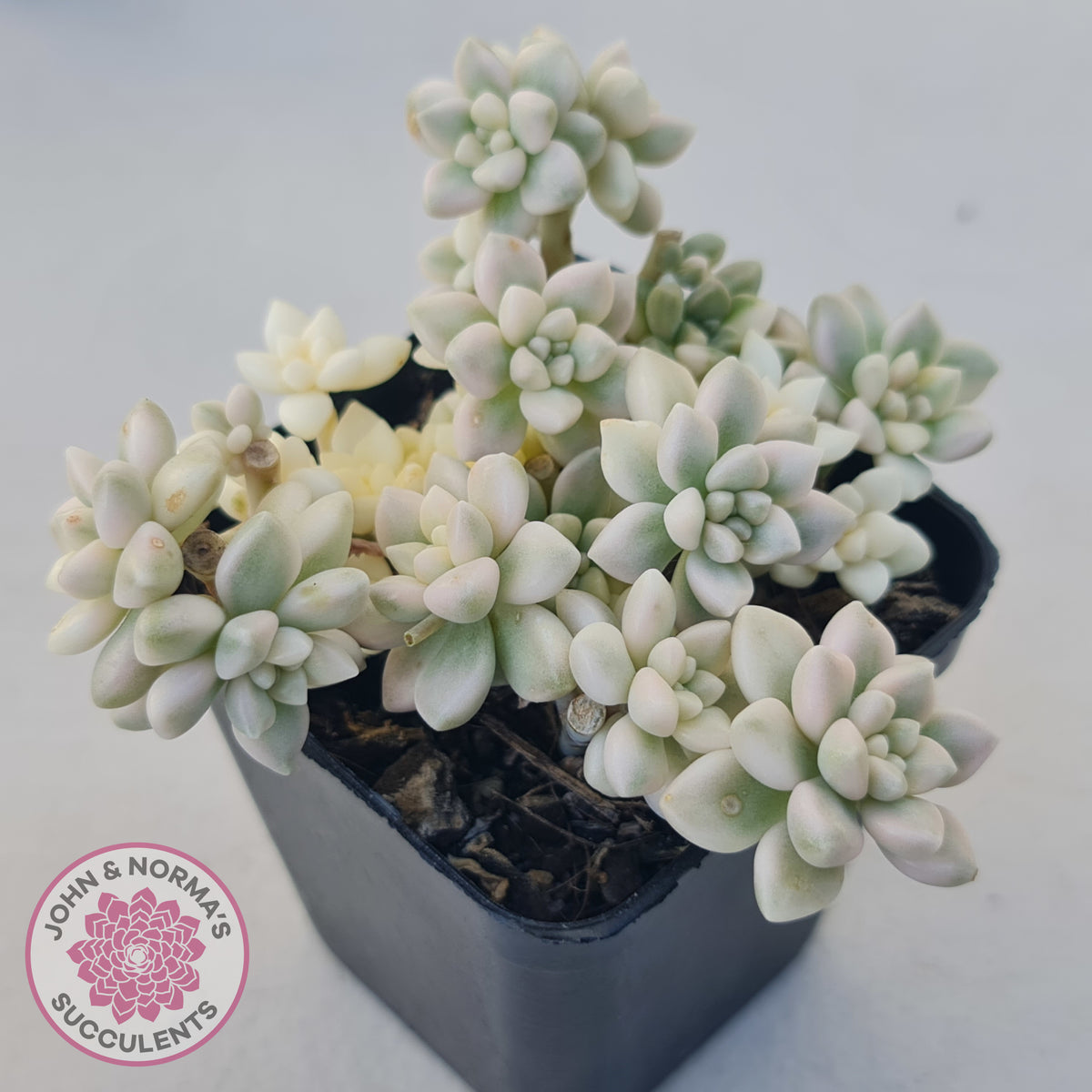 Graptopetalum Mendozae Variegata (multi)
