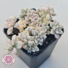 Graptopetalum Mendozae Variegata (multi)