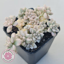 Load image into Gallery viewer, Graptopetalum Mendozae Variegata (multi)
