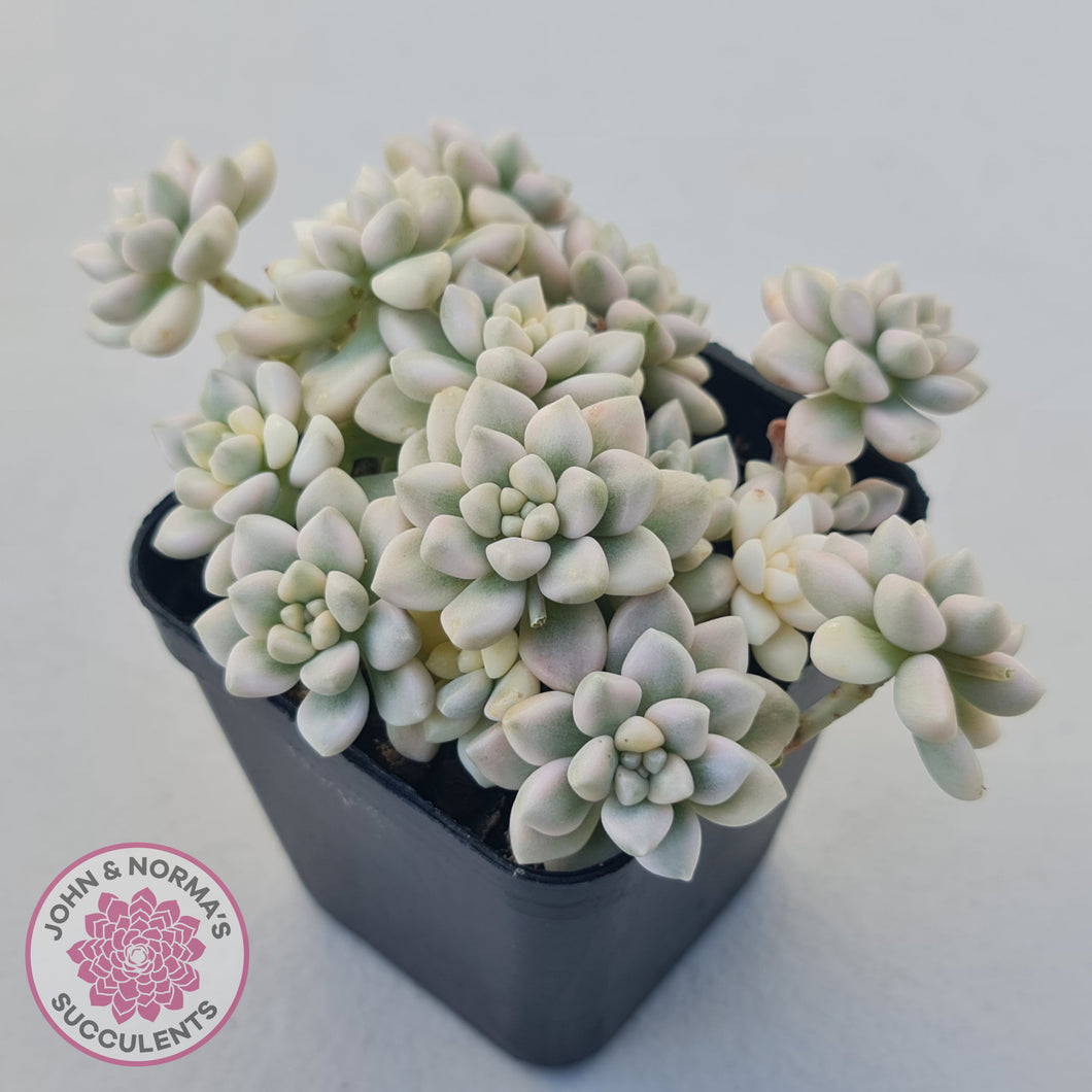 Graptopetalum Mendozae Variegata (multi)