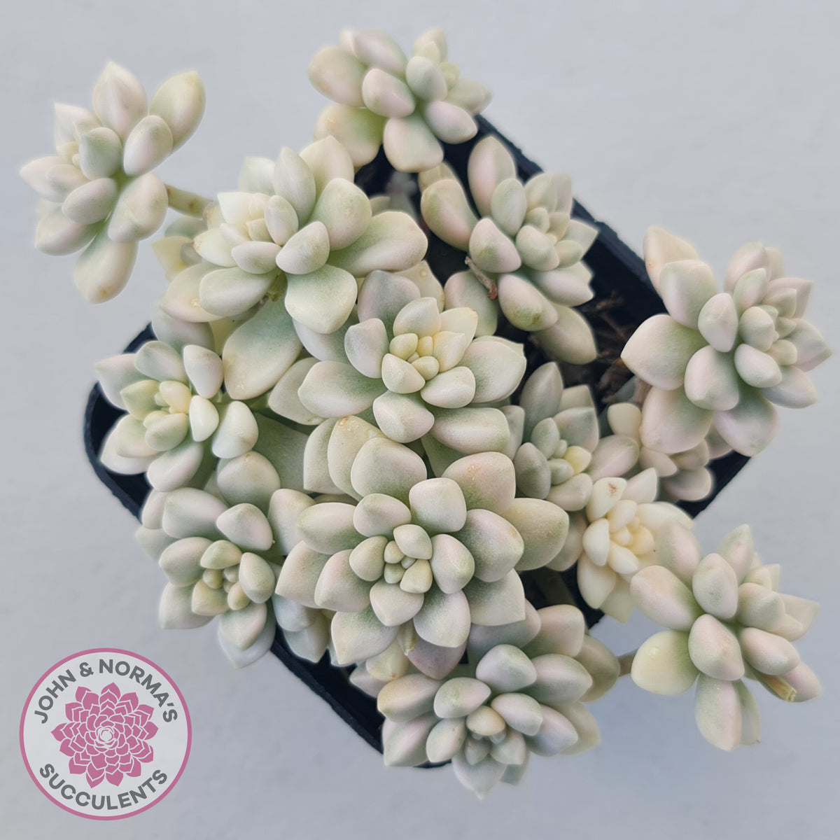 Graptopetalum Mendozae Variegata (multi)
