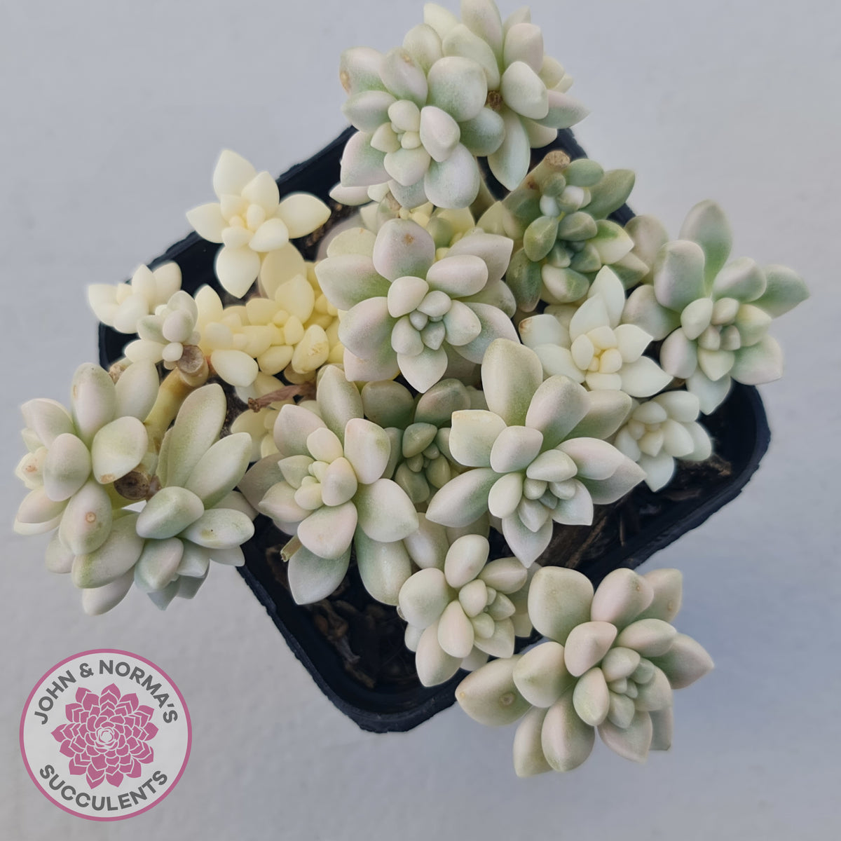 Graptopetalum Mendozae Variegata (multi)