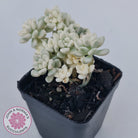 Graptopetalum Mendozae Variegata (multi)